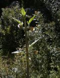 Scrophularia trifoliata